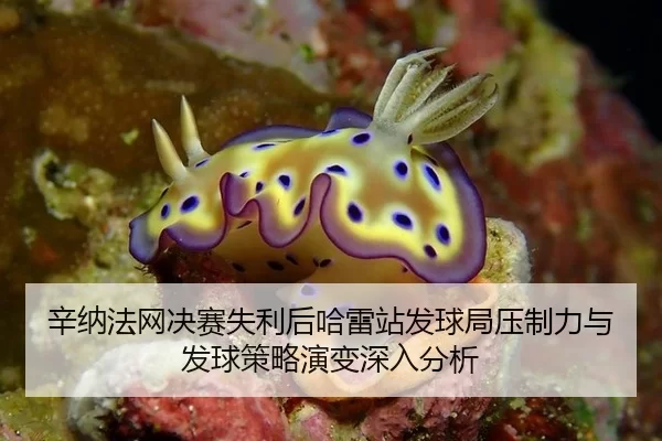 辛纳法网决赛失利后哈雷站发球局压制力与发球策略演变深入分析